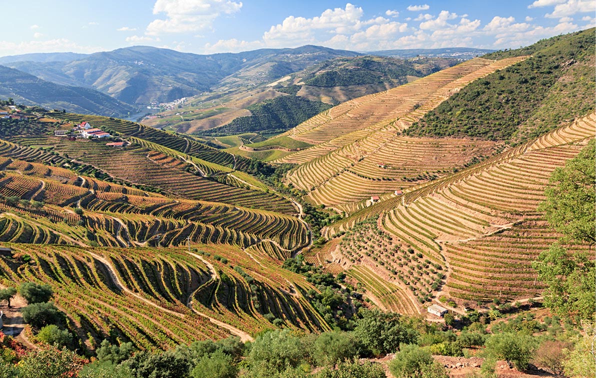 Rolling vineyards in the beautiful Douro Valley in Portugal